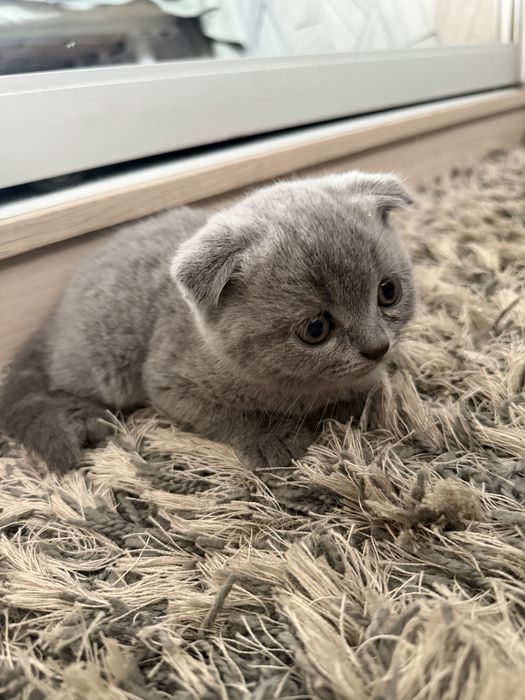 Котята шотландские