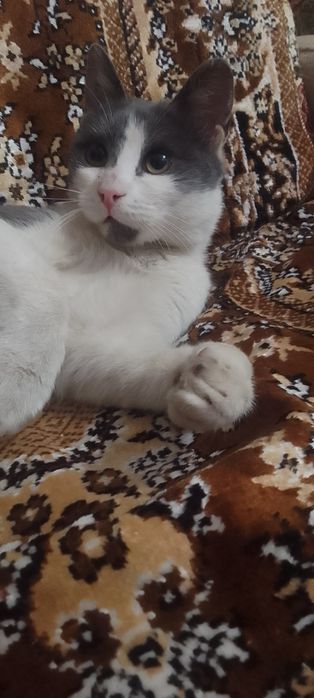 Котик подросток ищет дом