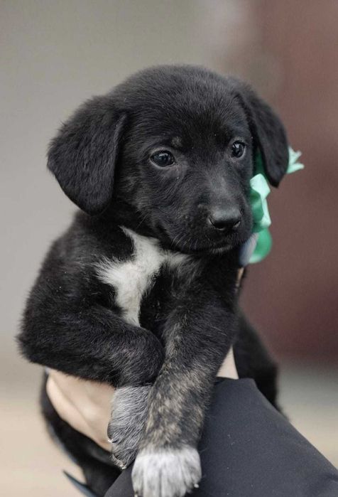 Щенкам нужны семьи