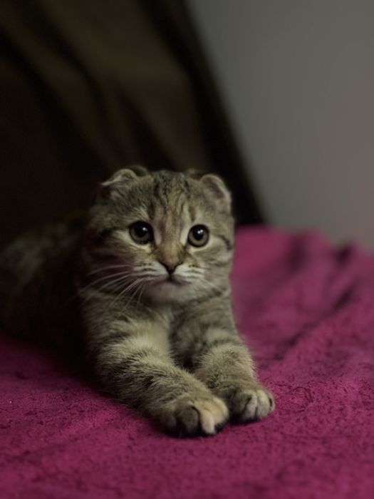 Продам катенка 6 мес