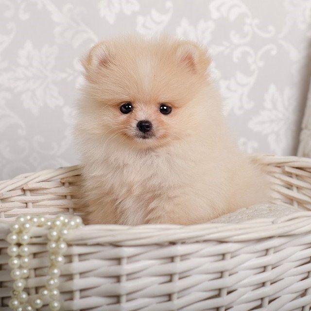 Померанский шпиц, 1,5 мес, помиранский