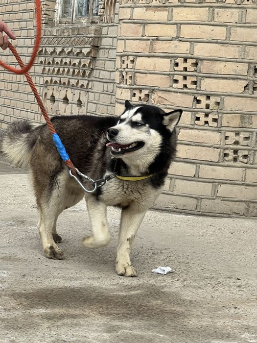 Хаски сотилади тезда ва арзон нархда умуман тишламайди