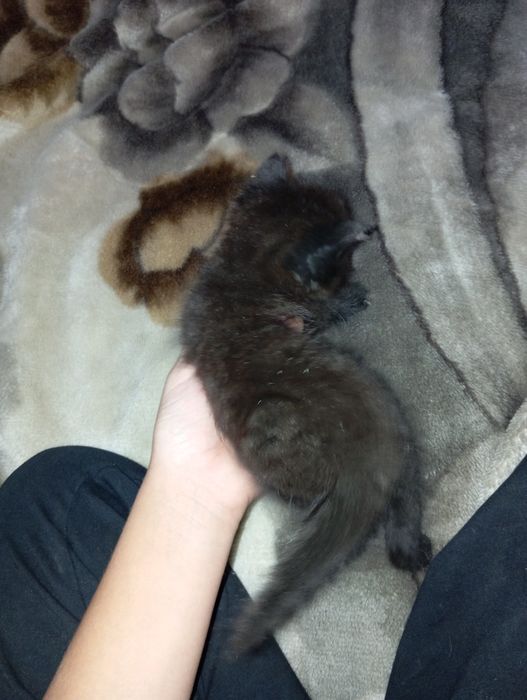 Отдам в добрые руки
