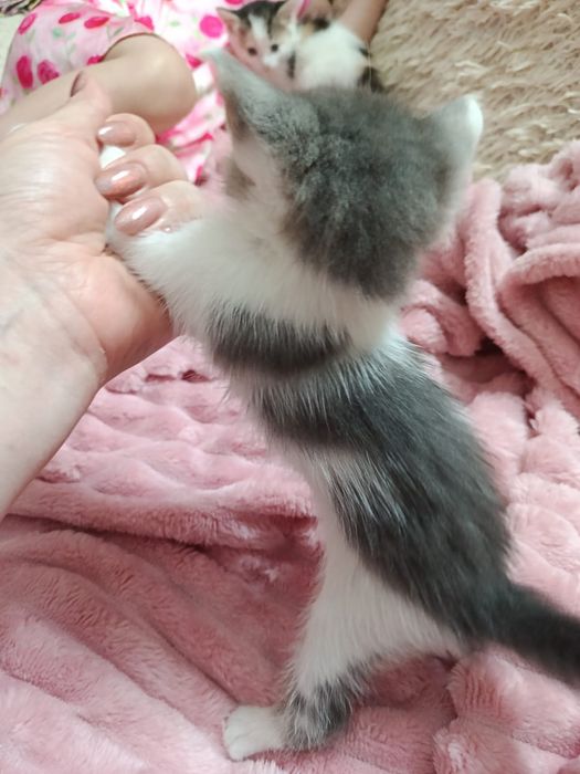 Котята в добрые руки