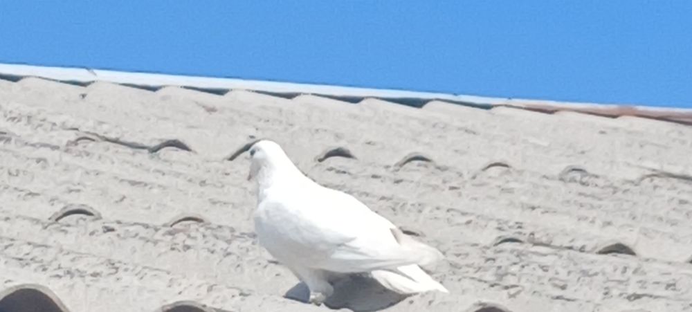 Умная и послушная