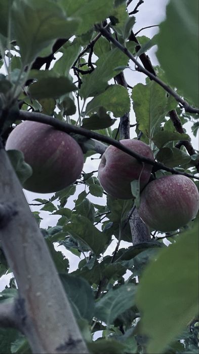 продам Алматинский АПОРТ