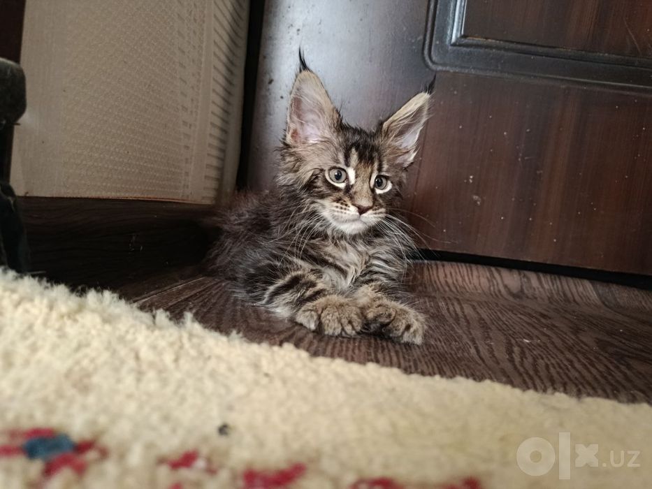 Продаются котята породы Майн Кун