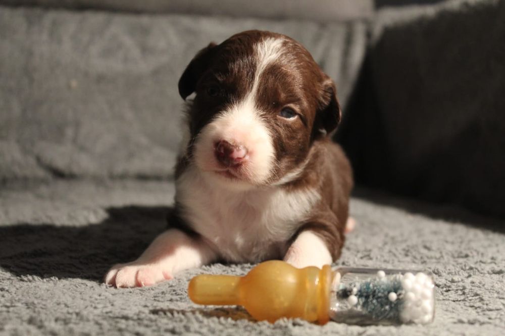 щенок бордер колли