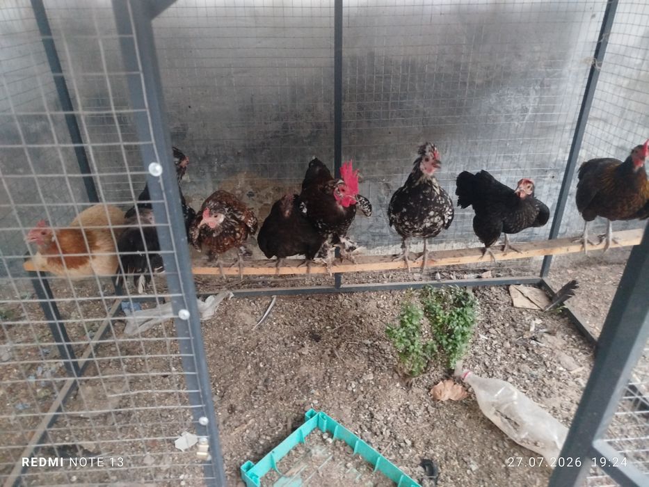 Yapon tovuq sotiladi