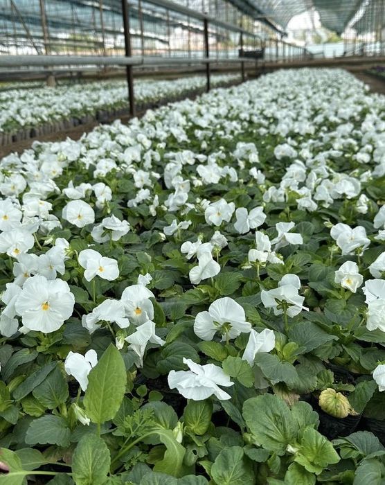 Viola  / Виола в любом количестве