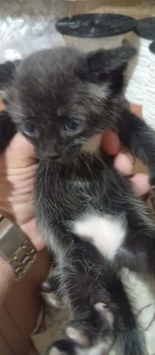 Отдадим котят бесплатно