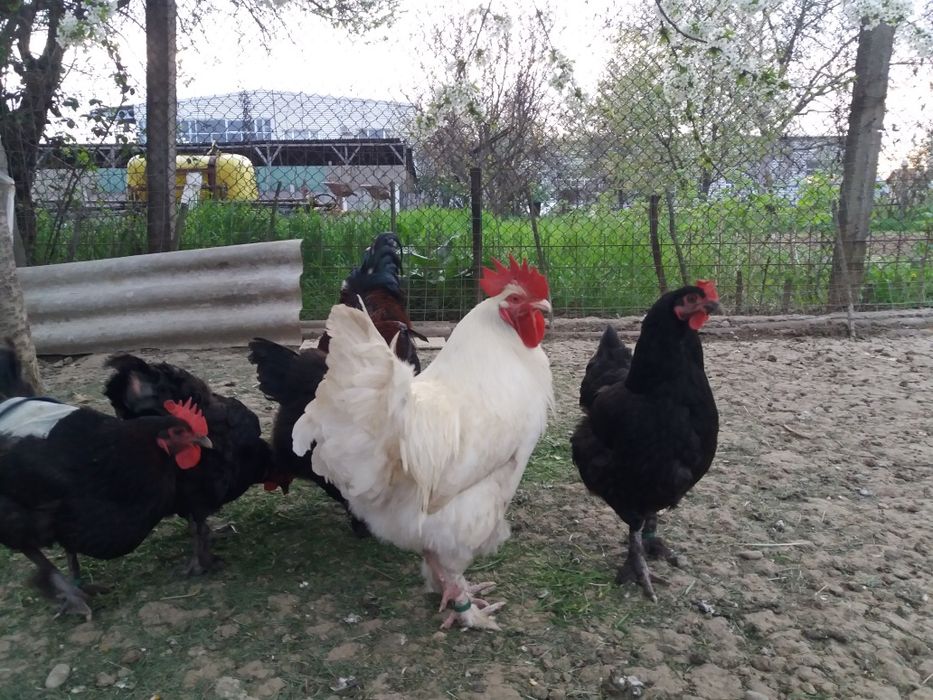 Oua pt incubat si gaini