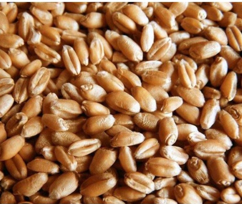 Продается пшеница 2025 г урожоя 3 класс 1 сорт