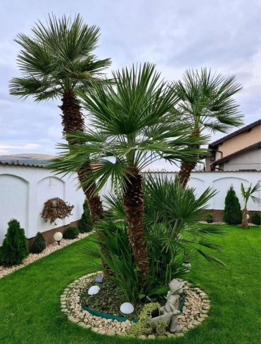 Vand plante ornamentale/amenajez spatii verzi