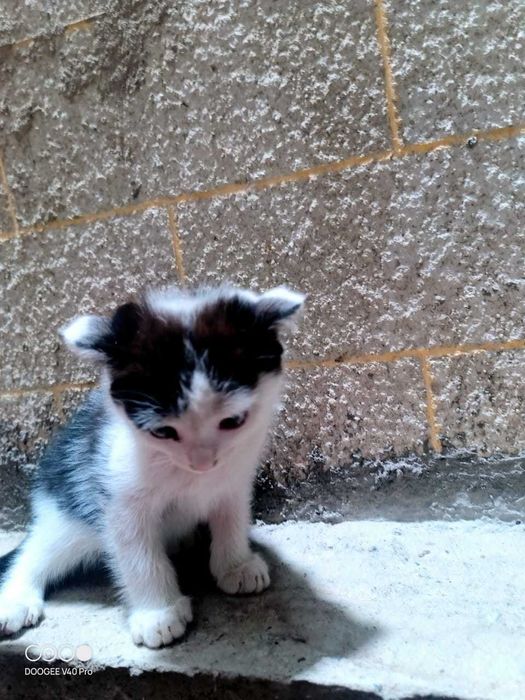 Вислоухие котята