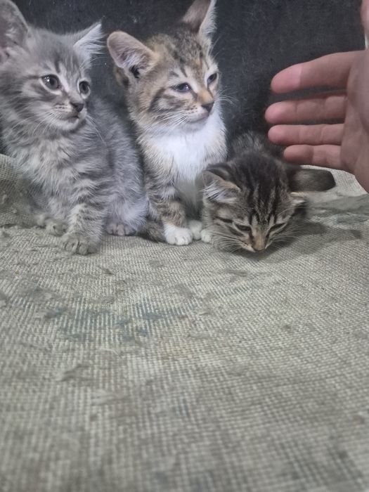 Отдам котят, приучены к лотку