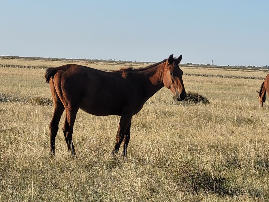 Тайлар сатылады.