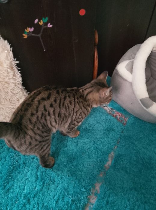 Домашно мъжко коте на 7 м.