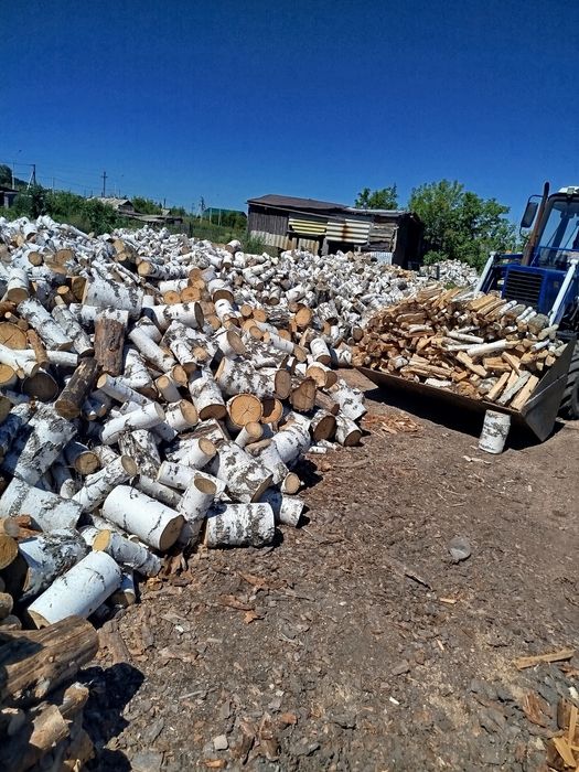 Берёза Белая, Сосна