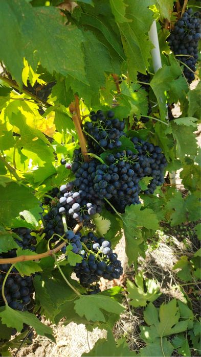 Vand Struguri cabernet si chiraz, pret 4 lei