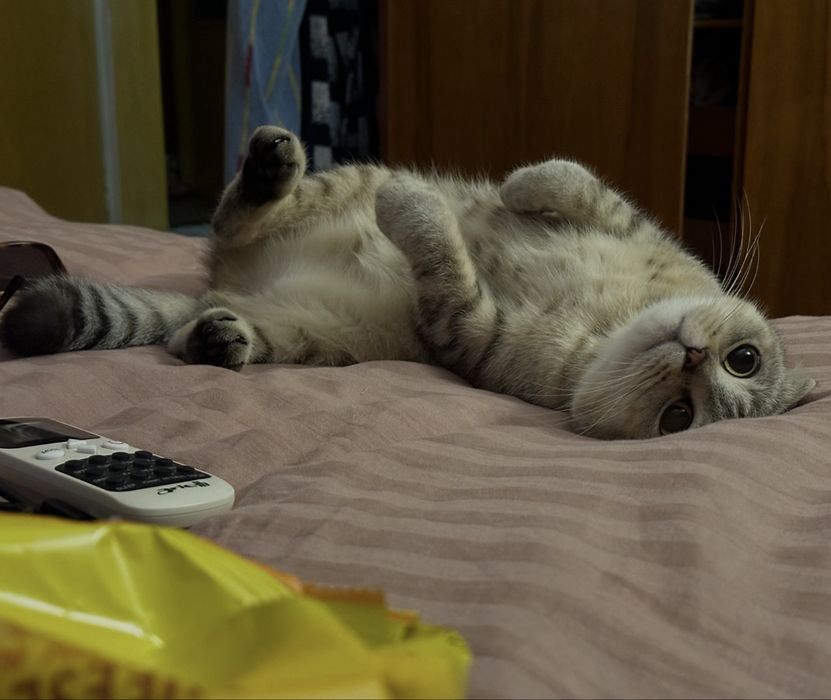 Британско клепоухо коте на 3г.