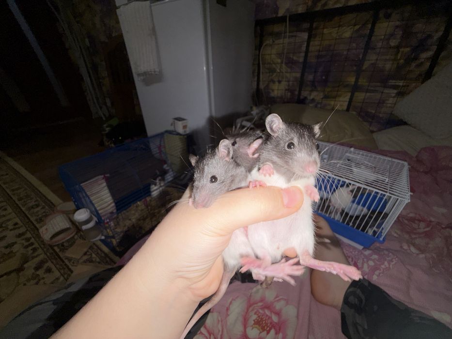 Продам маленьких крыс