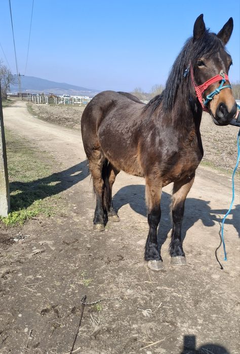 Vând manza 1.5 luni cuminte,din cai buni