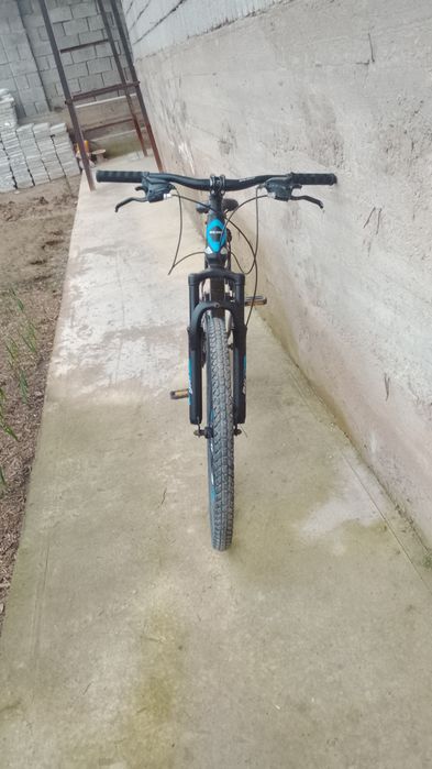 Belling, көк кара