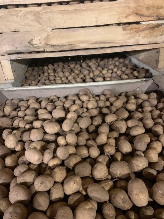 Семена  ультроранний сорт картофеля Ривьера