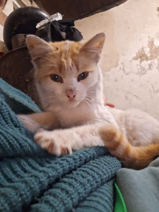 Ищем котенку дом