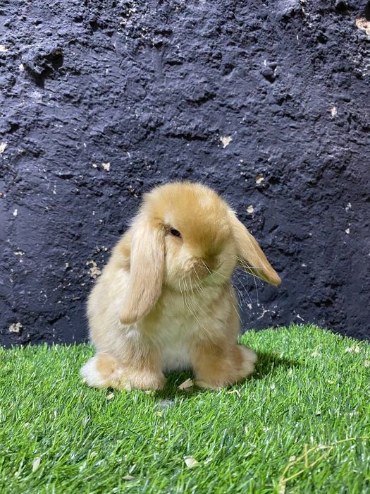 Toza qon karlik quyonchalar