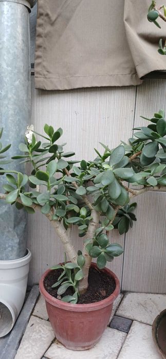 Продаются комнатные цветы алое и другие