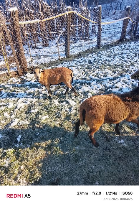 Oi camerun de vânzare sau schimb