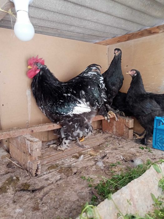 Куриные инкубационные яйца разных пород