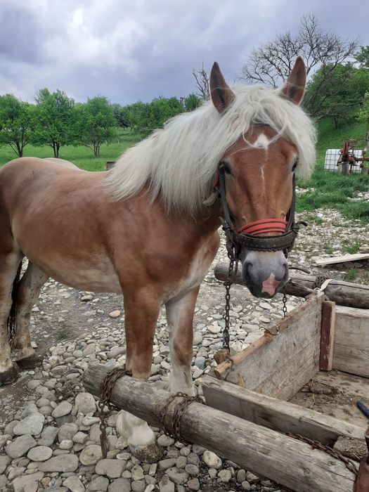 Mânz de vanzare de 3 ani Salva