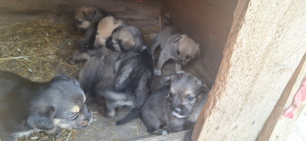 Donez pui de câine