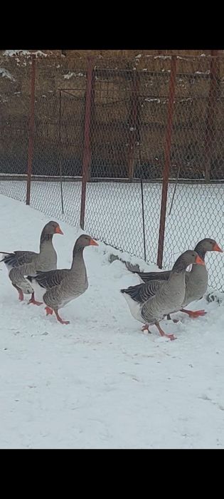 Гуси крупно серый и халмагор