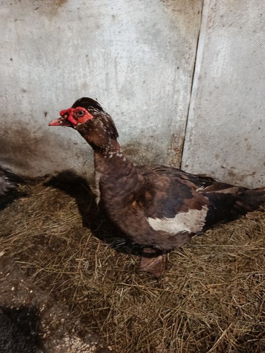 Продам селезня тяжёлый кросс