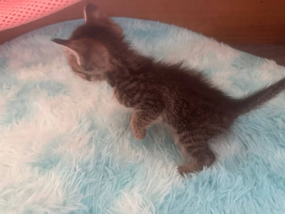 Котёнок 1,5 месяца