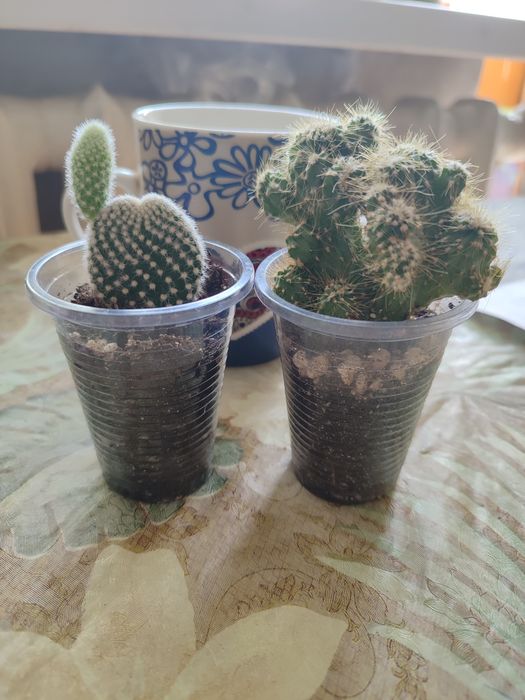 Продам кактусы опунция