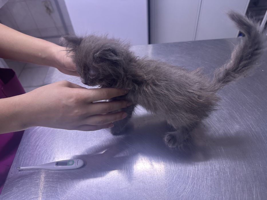 Котенок ищет семью