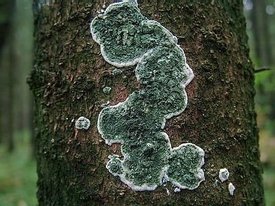 Дерозал Евро