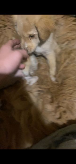 Продам лабодор срочно