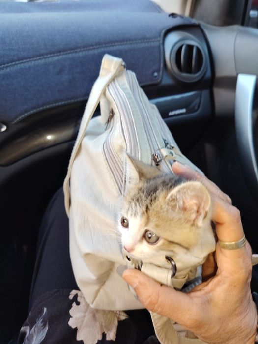 Анта уғил бола 6 ойли 350 минг сум