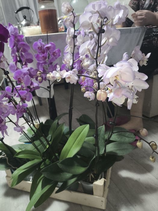 Орхидеи разноцветные на подарки