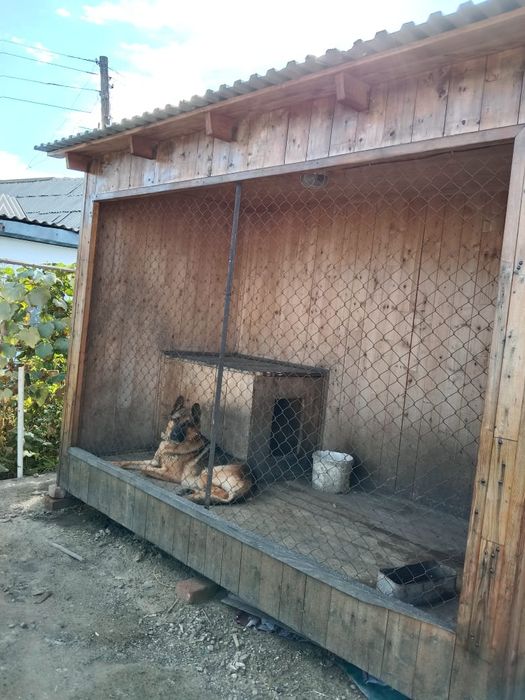 Кобель для вязки