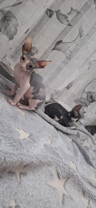 Милые котята донского сфинкса