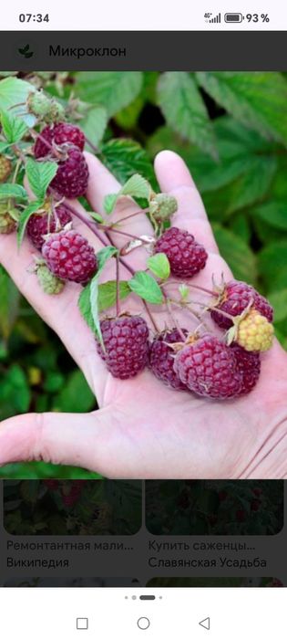 Малина ремантантная и клубника