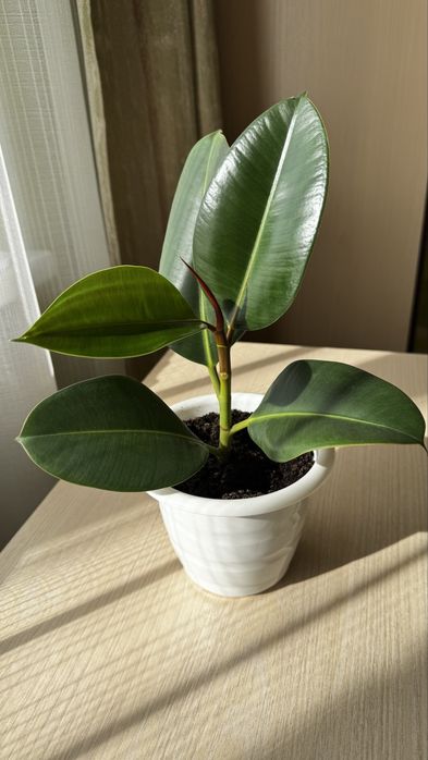 Фикус Робуста. Комнатное растение