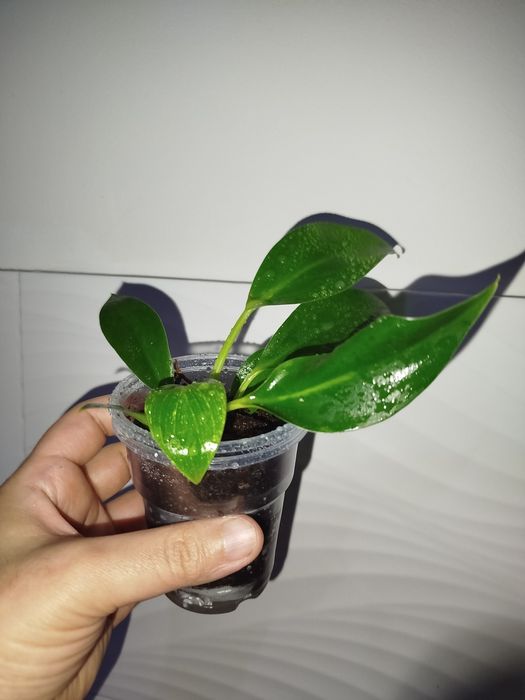 Feladendron birkin detkasi